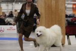 Paris Dog Show-I 2025